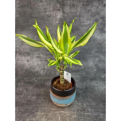 Dracaena Fragrans Yellow Coast (Dracena pro nenáročné kytkaře) – Zboží Mobilmania