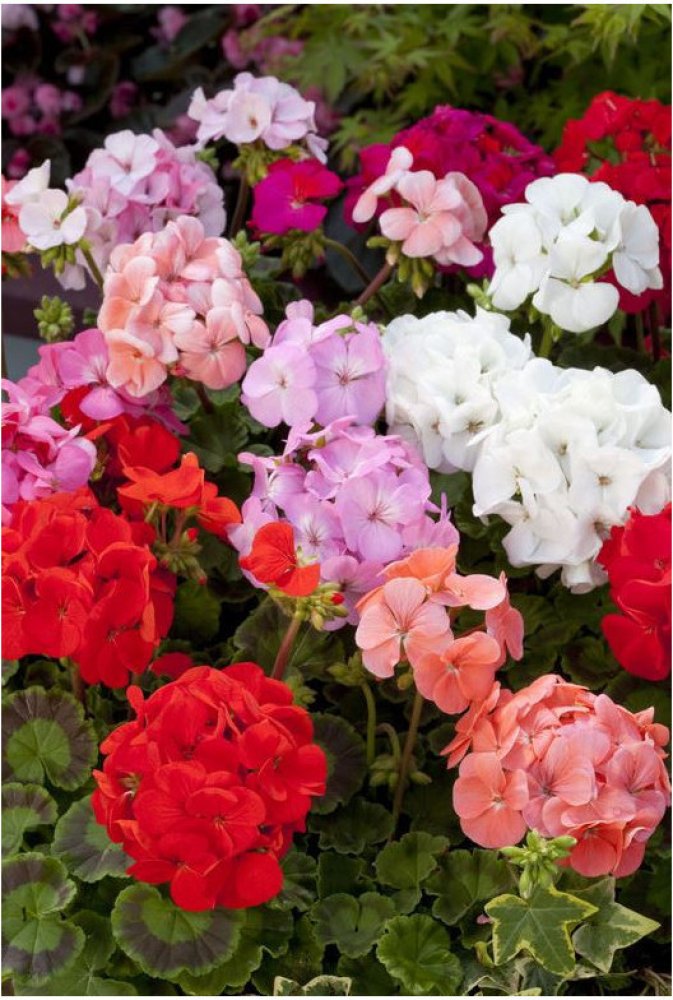 Prodej Pelargonii () Prodej Pelargonii
