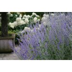 levandule-online.cz Perovskia atriplicifolia " Little Spire "- Perovskie lebedolistá – Hledejceny.cz