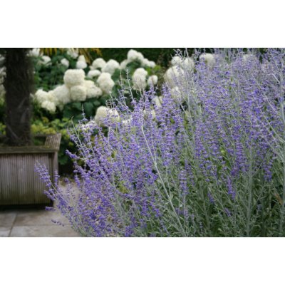 levandule-online.cz Perovskia atriplicifolia " Little Spire "- Perovskie lebedolistá – Hledejceny.cz