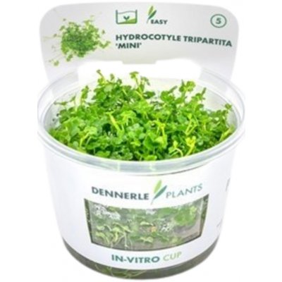 Hydrocotyle tripartita Mini – Zboží Dáma