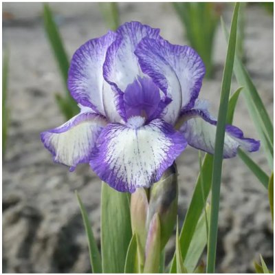 Kosatec Petit Polka - Iris pumila - prodej cibulovin - 1 ks