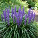 Modřenec podzimní 'Big Blue' 1 ks – Zboží Dáma