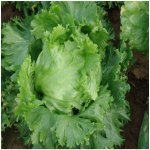 Salát hlávkový letní Traper - Lactuca sativa L. - semena salátu - 250 ks – Zboží Mobilmania