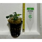 Anubias barteri var. nana Petite – Zboží Dáma