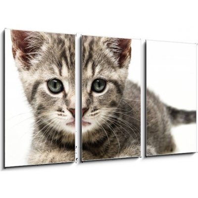 Obraz 3D třídílný - 90 x 50 cm - little kitten malé kotě
