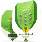 Royal Queen Seeds Royal Critical Automatic semena neobsahují THC 3 ks – Zboží Dáma