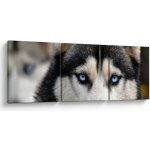Obraz psa husky, třídílný 90x30 cm – Hledejceny.cz