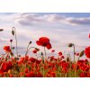 Tapety WEBLUX Samolepka fólie Anzac Day memorial poppies. Field of red poppy flowers to honour fallen veterans soldiers in battle of Anzac armistice day. Wildflowers blooming po 200 x 144 cm