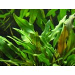 Cryptocoryne lutea - Kryptokoryna Walkerova – Zboží Dáma