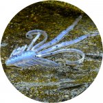 REDBASS Nymfa S Fry G 5,3 cm 1 ks – Zboží Dáma