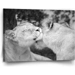 Sablio Obraz Lvice - 120x80 cm – Hledejceny.cz