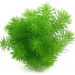 Pogostemon deccanensis – Hledejceny.cz