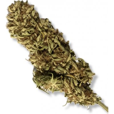 Santa Maria CBG Critical CBG 12 % THC 0,1 % 25 g – Sleviste.cz