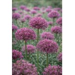 Okrasný česnek 'Magic' 5 ks – Sleviste.cz