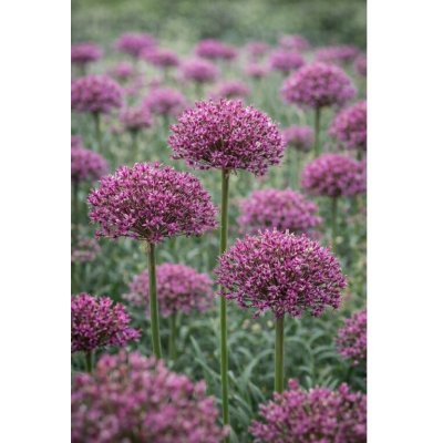 Okrasný česnek 'Magic' 5 ks – Sleviste.cz