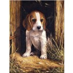 Malování podle čísel Štěně Bígl – Zbozi.Blesk.cz