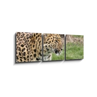 Obraz 3D třídílný - 150 x 50 cm - leopard leopard dobrý kočka