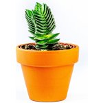 Gardners Crassula buddhas temple, průměr 6 cm Krasule, Tlustice, Strom života – Sleviste.cz