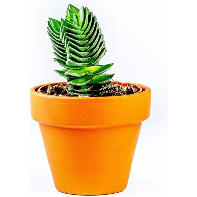 Gardners Crassula buddhas temple, průměr 6 cm Krasule, Tlustice, Strom života – Sleviste.cz