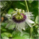 Mučenka jedlá - Passiflora edulus - semena mučenky - 5 ks – Zbozi.Blesk.cz