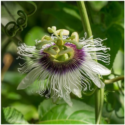 Mučenka jedlá - Passiflora edulus - semena mučenky - 5 ks – Zboží Mobilmania
