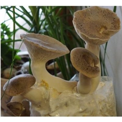 Substrát hlíva máčková KRÁLOVSKÁ cca 2 litry – Zboží Dáma