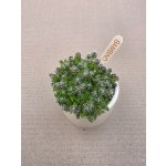 Hylocereus undatus mini – Sleviste.cz