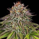 Barney's Farm Critical Kush semena neobsahují THC 10 ks – Zboží Dáma