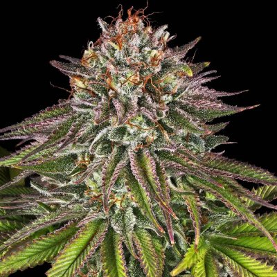 Barney's Farm Critical Kush semena neobsahují THC 10 ks – Zboží Dáma