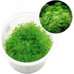 Myriophyllum mattogrossense – Hledejceny.cz