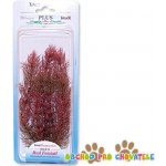 Tetra rostlina Red Foxtail Plus 23 cm – Hledejceny.cz