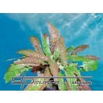 Cryptocoryne affinis - Kryptokoryna červená – Zboží Dáma