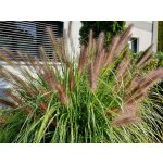 Dochan psárkovitý Velikost kontejneru: 2l – Sleviste.cz