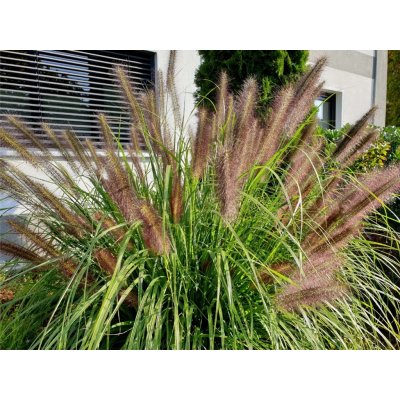 Dochan psárkovitý Velikost kontejneru: 2l – Sleviste.cz