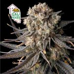 Seedsman Cali Critical Mass semena neobsahují THC 1 ks – Zboží Dáma