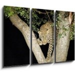 Obraz 3D třídílný - 105 x 70 cm - leopard leopard panther Jižní Afrika – Hledejceny.cz