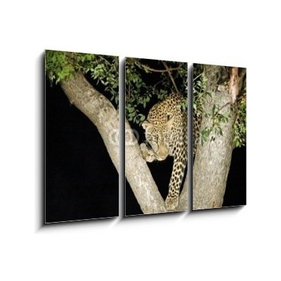 Obraz 3D třídílný - 105 x 70 cm - leopard leopard panther Jižní Afrika – Hledejceny.cz