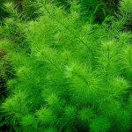Rotala H´ra – Zboží Dáma