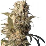 Serious seeds AK-47 semena neobsahují THC 3 ks – Zboží Dáma