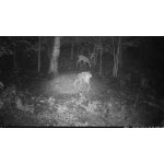 OXE Viper – Zboží Živě