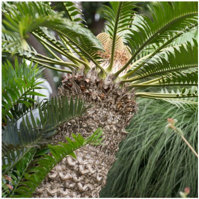 Palma královská - Archontophoenix cunninghamiana - prodej semen - 3 ks – Zboží Mobilmania