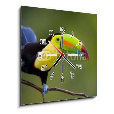 Obraz s hodinami 1D - 50 x 50 cm - Keel Billed Toucan, from Central America. Keel Billed Toucan, ze Střední Ameriky. – Hledejceny.cz