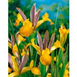 Kosatec 'Bronze perfection hollandica' 10 ks – Zboží Dáma