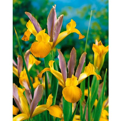 Kosatec 'Bronze perfection hollandica' 10 ks – Zboží Dáma