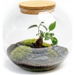 Gardners Skleněná váza boule s korkovým špuntem, průměr 28 cm - osázené Ficus Microcarpa Ginseng – Hledejceny.cz