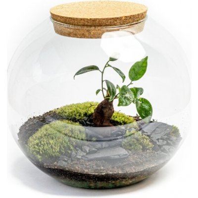 Gardners Skleněná váza boule s korkovým špuntem, průměr 28 cm - osázené Ficus Microcarpa Ginseng – Hledejceny.cz