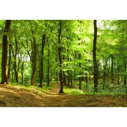 WEBLUX 35316050 Fototapeta vliesová Waldweg im Sommer Lesní cesta v létě rozměry 145 x 100 cm