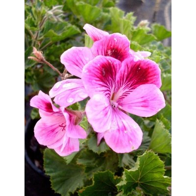 Fichema Geranium silice 500 ml – Hledejceny.cz
