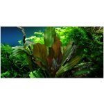 Echinodorus reni – Zboží Dáma Echinodorus reni – Zboží Dáma